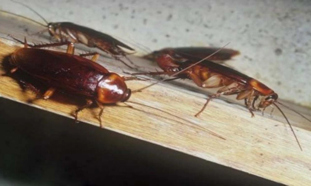 Λάρισα: Επιδρομή από ιπτάμενες κατσαρίδες έχουν φέρει ξανά σε απόγνωση τους κατοίκους